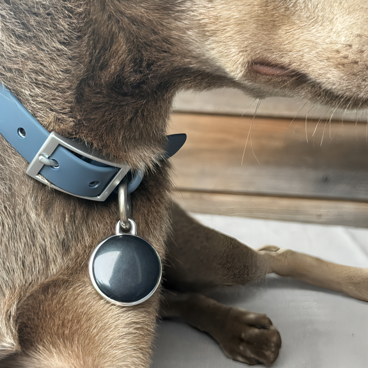 Pet GPS Tracker